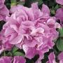 Seminte profesionale  Petunia grandiflora - flori duble - imagine 48757